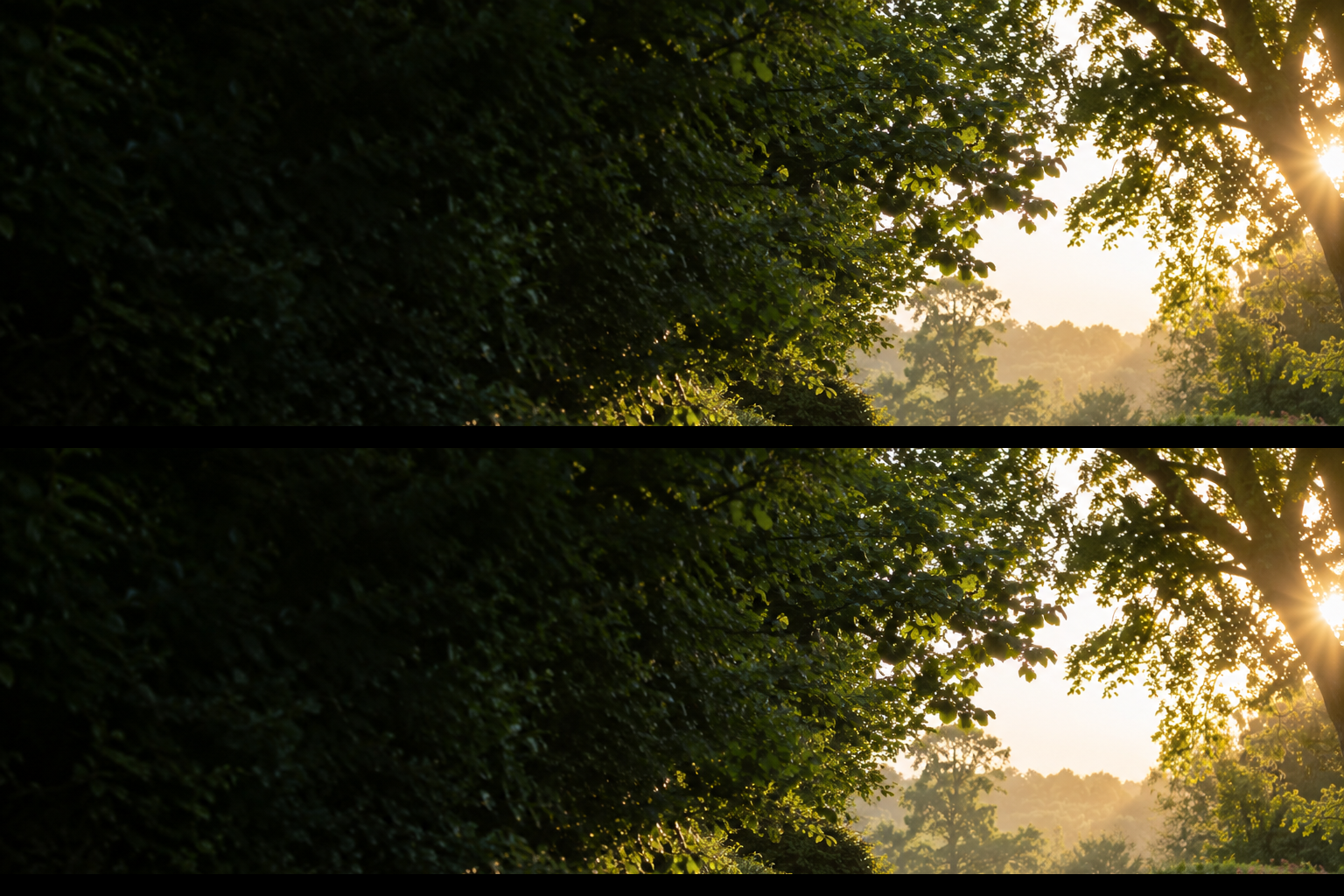 A peaceful wooded lane near Finch Loft